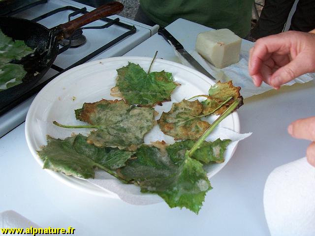 18b_beignets de tussilage.jpg